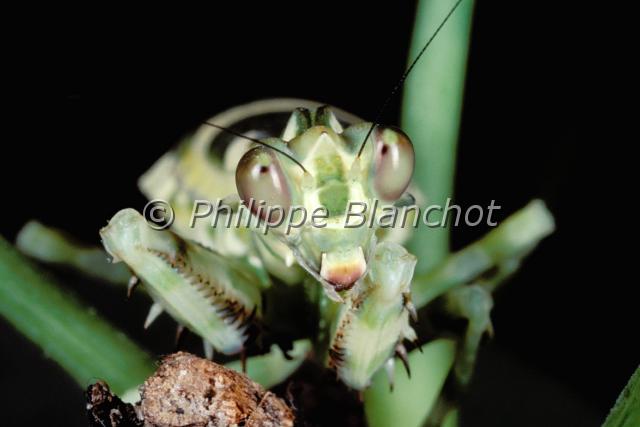 theopropus elegans 2.JPG - Theopropus elegans (portrait)Mante fleur éléganteBanded flower mantisDictyoptera, HymenopodidaeThailande